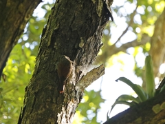 Xiphorhynchus flavigaster