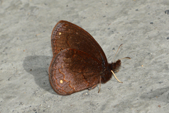 Manerebia cyclopella