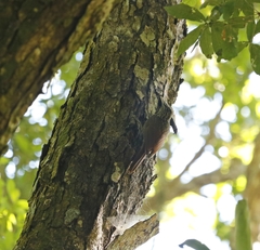 Xiphorhynchus flavigaster