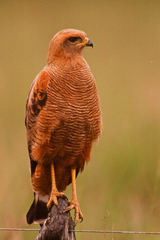 Savanna Hawk photo 5