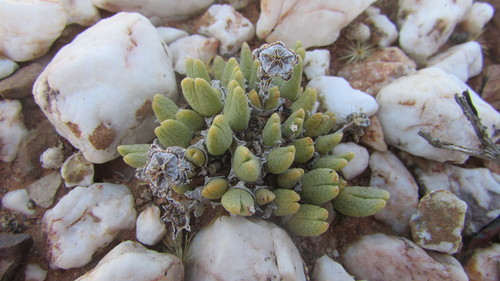 Antimima biformis