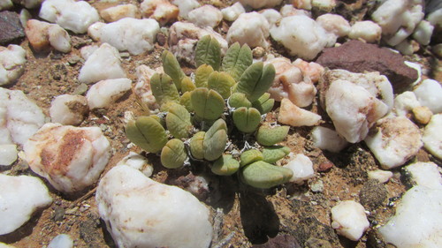 Antimima biformis