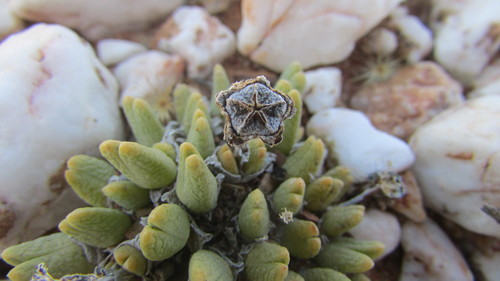 Antimima biformis