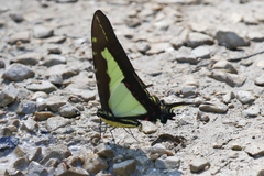 Eurytides dioxippus lacandones