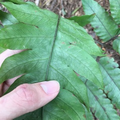 Tectaria multicaudata