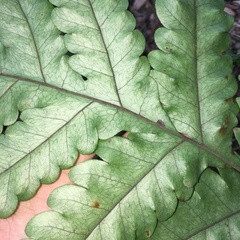 Tectaria multicaudata