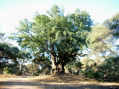 Tragelaphus