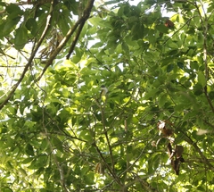 Vireo solitarius