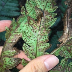 Tectaria multicaudata