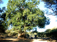 Tragelaphus