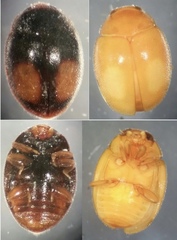 Diomus notescens