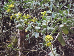 Sedum praealtum