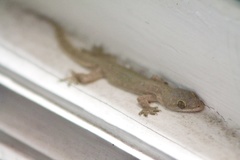 Hemidactylus platyurus