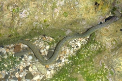 Uropterygius micropterus
