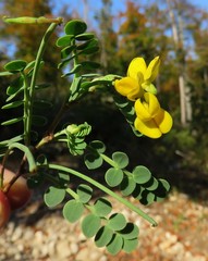 Coronilla vaginalis