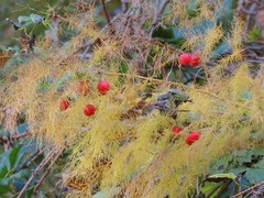 Asparagus tenuifolius