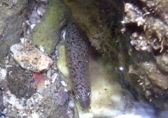 Uropterygius micropterus