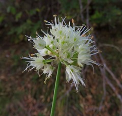 Allium ericetorum