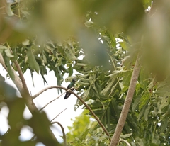 Eugenes fulgens