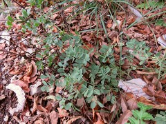 Coronilla coronata