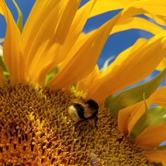 Bombus terrestris