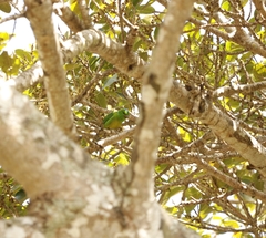 Chlorophonia occipitalis