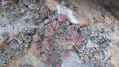 Crassula pubescens
