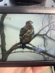 Haliaeetus leucocephalus