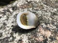 Nerita maxima