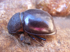 Ocnodes scrobicollis