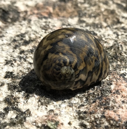 Nerita maxima · iNaturalist Mexico