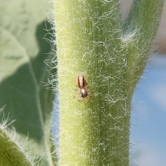 Megafreya sutrix