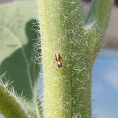 Megafreya sutrix