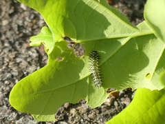 Periclista