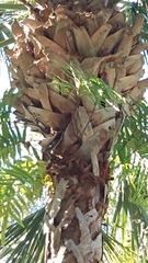 Melanerpes carolinus image
