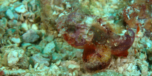 Coral Scorpionfish (Scorpaena albifimbria) — Scorpaenidae
