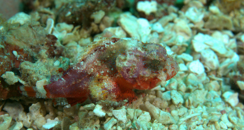 Coral Scorpionfish (Scorpaena albifimbria) — Scorpaenidae