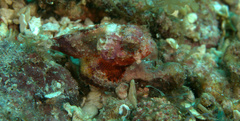 Scorpaena albifimbria