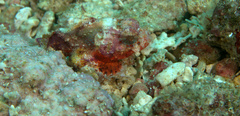 Scorpaena albifimbria