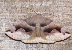 Gondysia