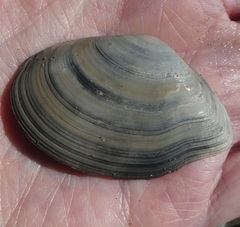 Rexithaerus indentata