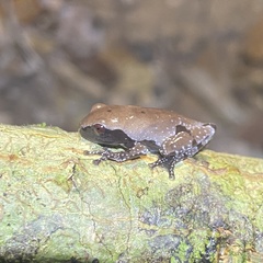 Theloderma licin