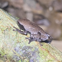 Theloderma licin