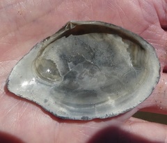 Rexithaerus indentata