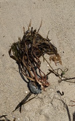 Lessonia trabeculata