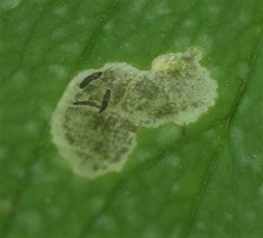 Parallelomma paridis