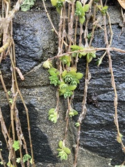 Sedum sarmentosum