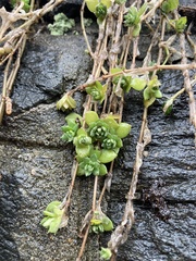 Sedum sarmentosum