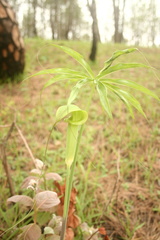 Arisaema erubescens