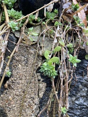 Sedum sarmentosum